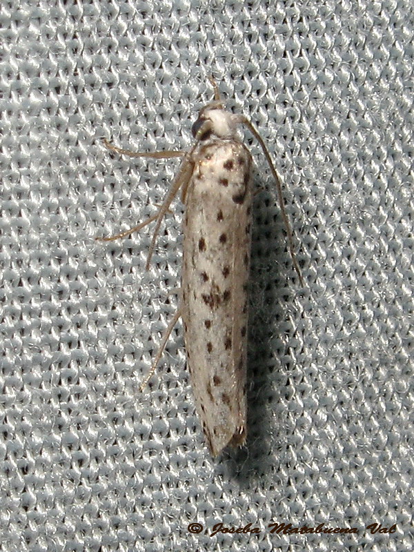 Yponomeuta irrorella - Yponomeutidae ?